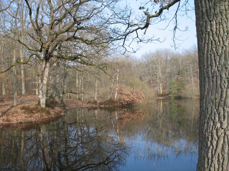 Lichens forestiers 3.3.2013 065
